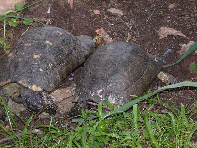 Testudo marginata